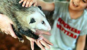 Animal Encounters