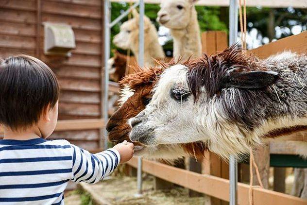 Petting Zoo