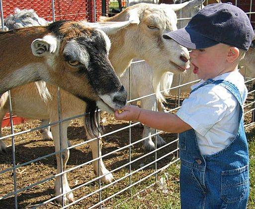 Petting Zoo