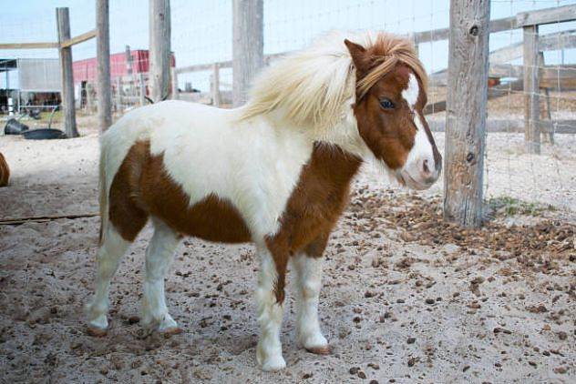Pony Rides