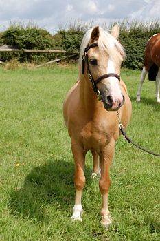 Palamino pony