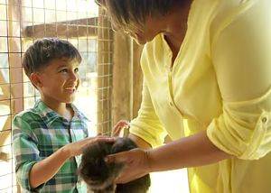 Rabbit