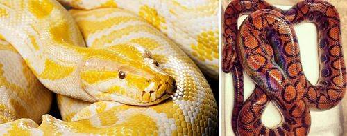 Snake